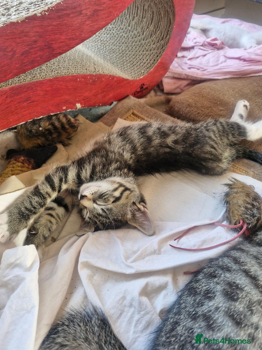 Siamese cats for sale: Siamese /balinese cross kittens - Image 11