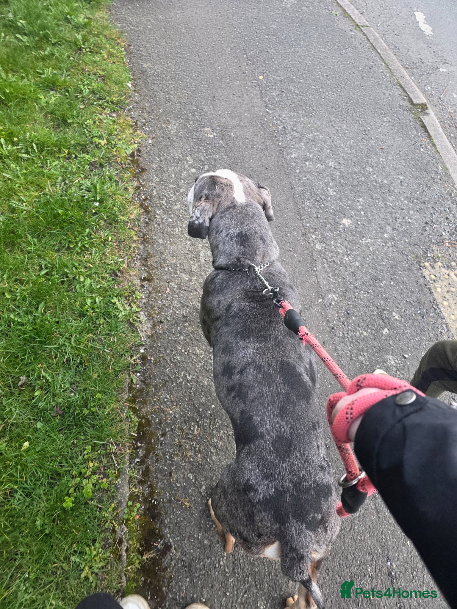 Old Tyme Bulldog dogs for sale: Female old tyme bulldog  - Advert 2