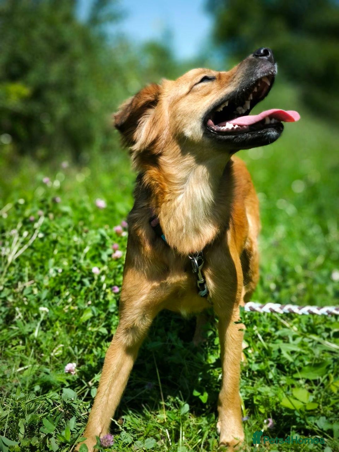 Mixed Breed dogs for adoption: 🐶💖 MIAH 💖🐶 - Image 7