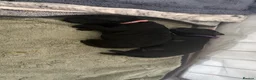 Labradoodle dogs for sale: Beautiful black F2 Labradoodles in Crewe in Crewe - Advert 4