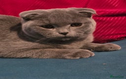 Scottish Fold cats for sale: Last British Shorthair kitten - Advert 32