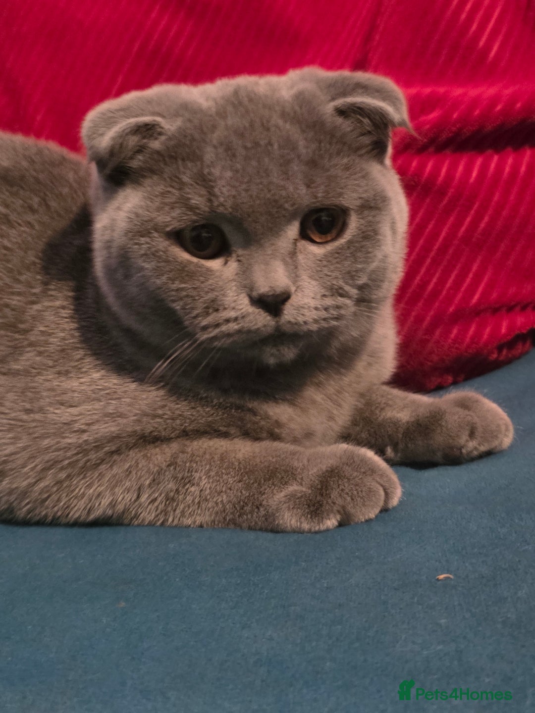 Scottish Fold cats for sale: Last British Shorthair kitten - Advert 32