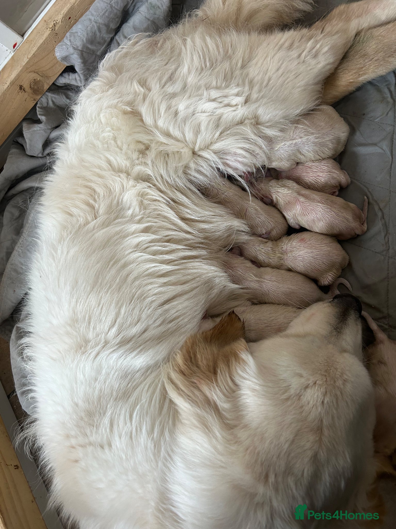 Golden Retriever dogs Beautiful golden retriever pups - Advert 18