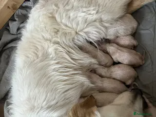 Golden Retriever dogs Beautiful golden retriever pups - Advert 4