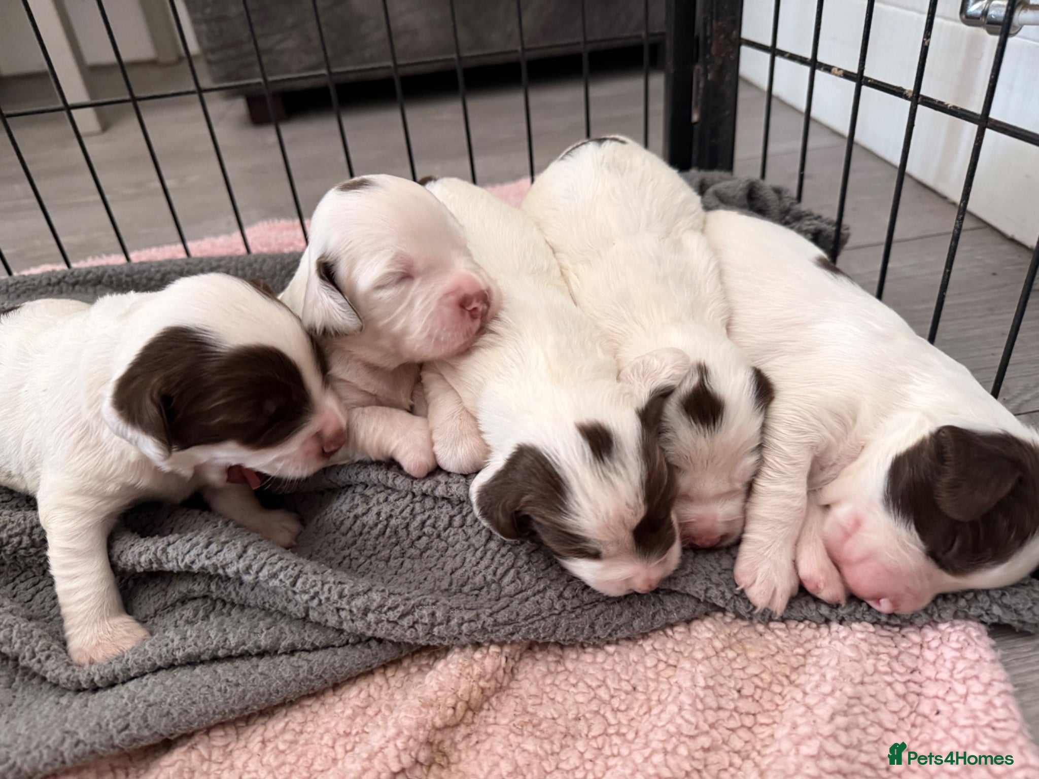 English Springer Spaniel dogs for sale: Kc registered English springer spaniel puppies  in Ryton - Advert 4