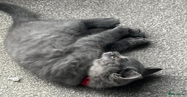 British Shorthair cats - Advert 2