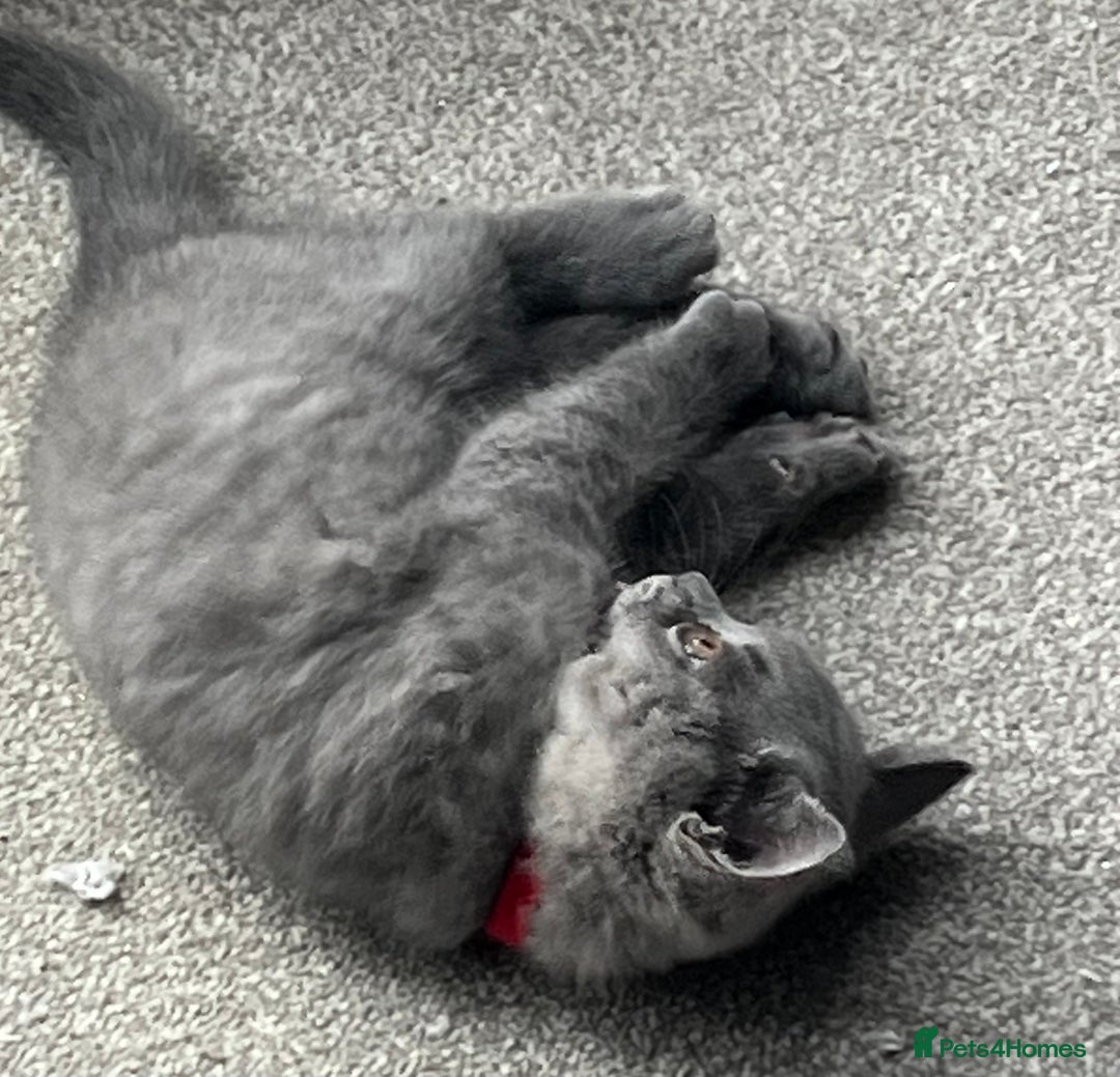 British Shorthair cats for sale: Blue British shorthairs 1 boy 2 girls ready now!! - Image 2