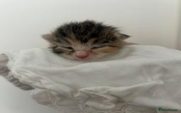 Mixed Breed cats for sale: 3 Beautiful Tabby Kittens  - Advert 7