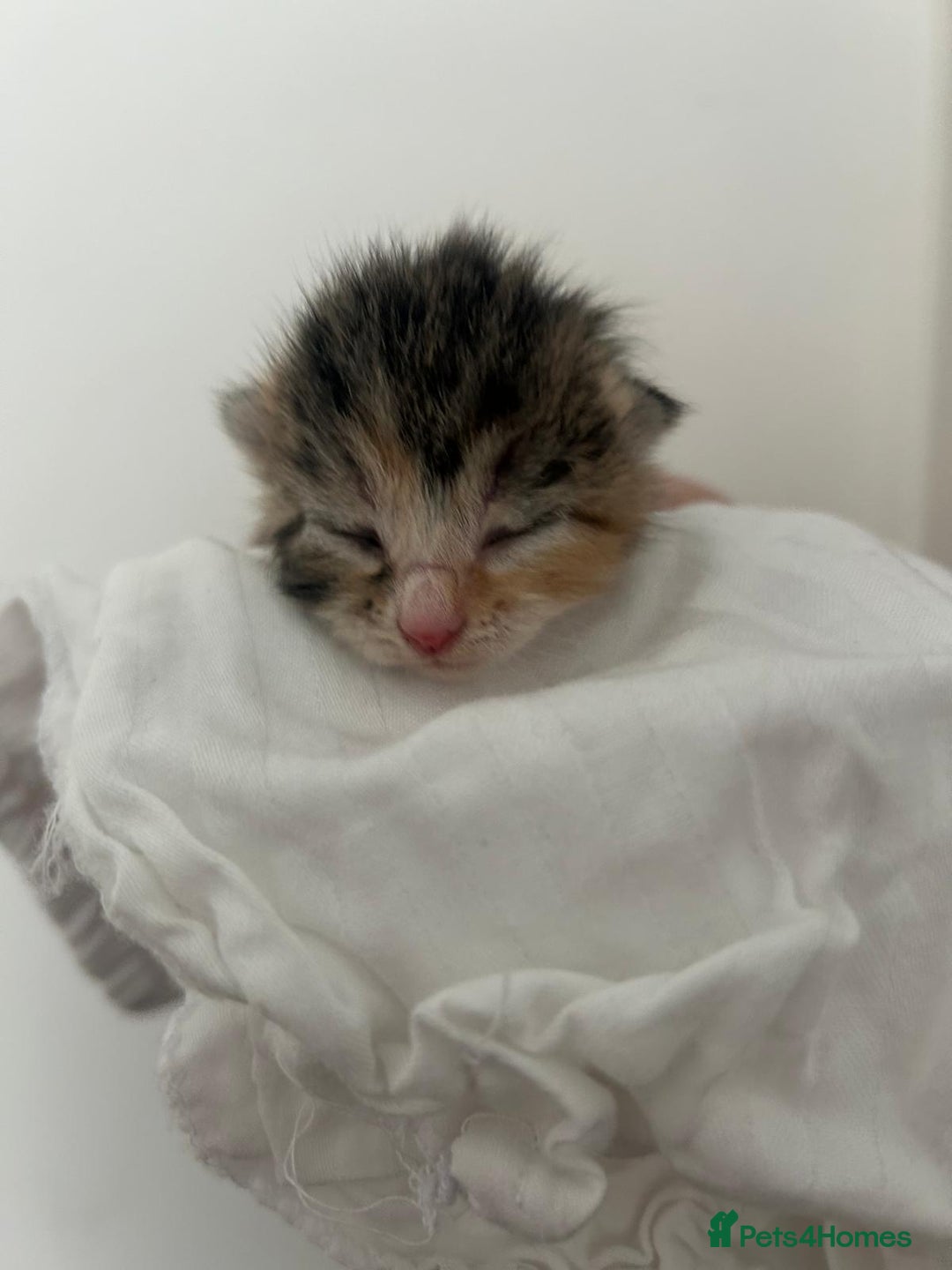 Mixed Breed cats for sale: 3 Beautiful Tabby Kittens  - Advert 7