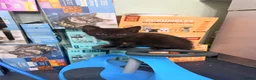 American Shorthair cats for sale: Cute black and grey kittens  in Northampton - Advert 12
