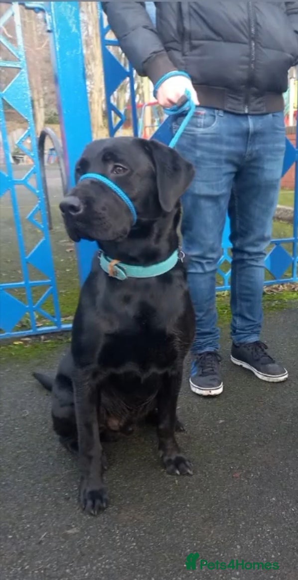 Labrador Retriever dogs Black Labrador Retriever for stud in Dudley - Advert 16