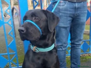 Labrador Retriever dogs for stud: Black Labrador Retriever for stud in Dudley - Advert 1