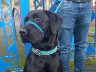 Labrador Retriever dogs Black Labrador Retriever for stud in Dudley - Advert 23