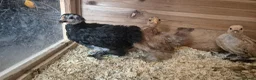 Chickens poultry for sale: Booted Pekin Bantam Pullets - Advert 4