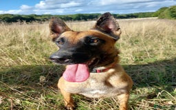 Belgian Shepherd Dog dogs for sale: PuppiesDWKC registered Working Line,Tested Parents - Image 22