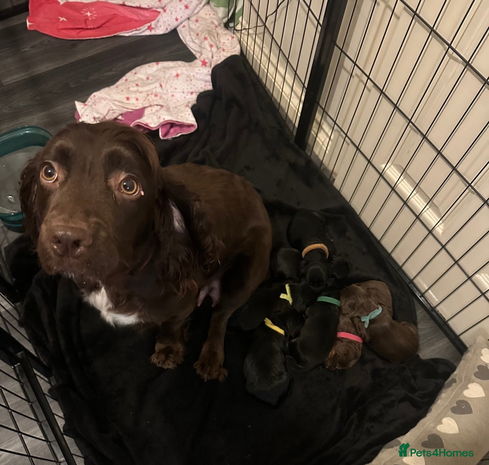 Sprocker dogs Exceptional home reared sprocker spaniel puppies.  - Advert 3