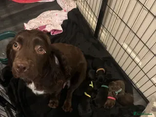 Sprocker dogs Exceptional home reared sprocker spaniel puppies. - Advert 3