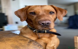 Labrador Retriever dogs for sale: Stunning working lab pups  - Image 9