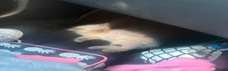 Ragdoll cats for sale: Pedigree Dora the Explorer  - Advert 6
