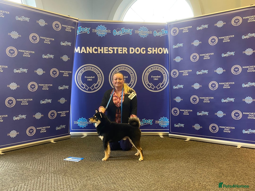 Japanese Shiba Inu dogs for sale: 	“Shiba Inu Puppies – Champion Pedigree, DNA Clear - Image 13