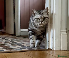 British Shorthair cats - Advert 5