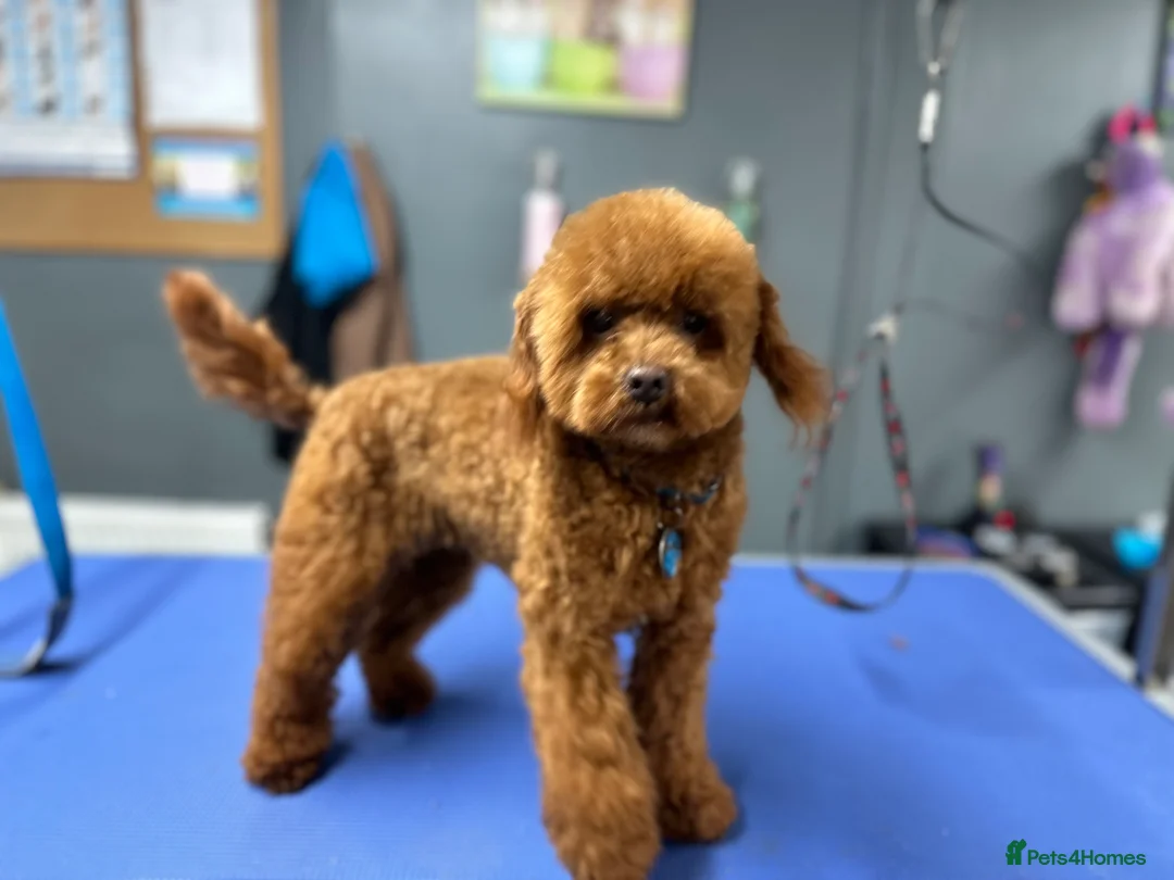 Miniature Poodle dogs for stud: Miniature poodle Kc reg pra clear tiny boy  in Ipswich - Advert 4