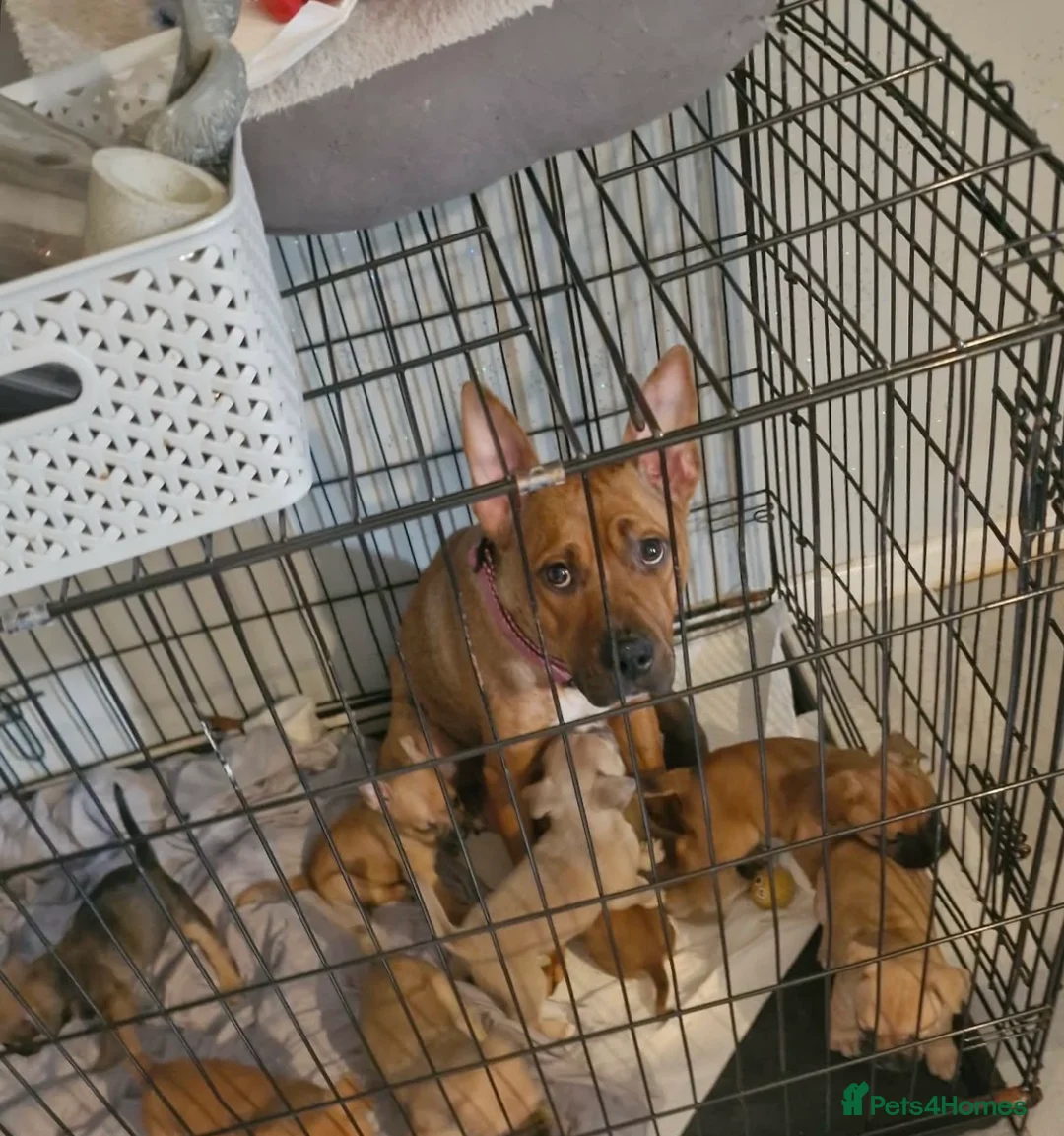 Mixed Breed dogs for sale: French ball dogs  - Advert 9