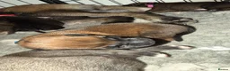 Belgian Shepherd Dog dogs for sale: Health tested dark stable but able Malinois  - Advert 24
