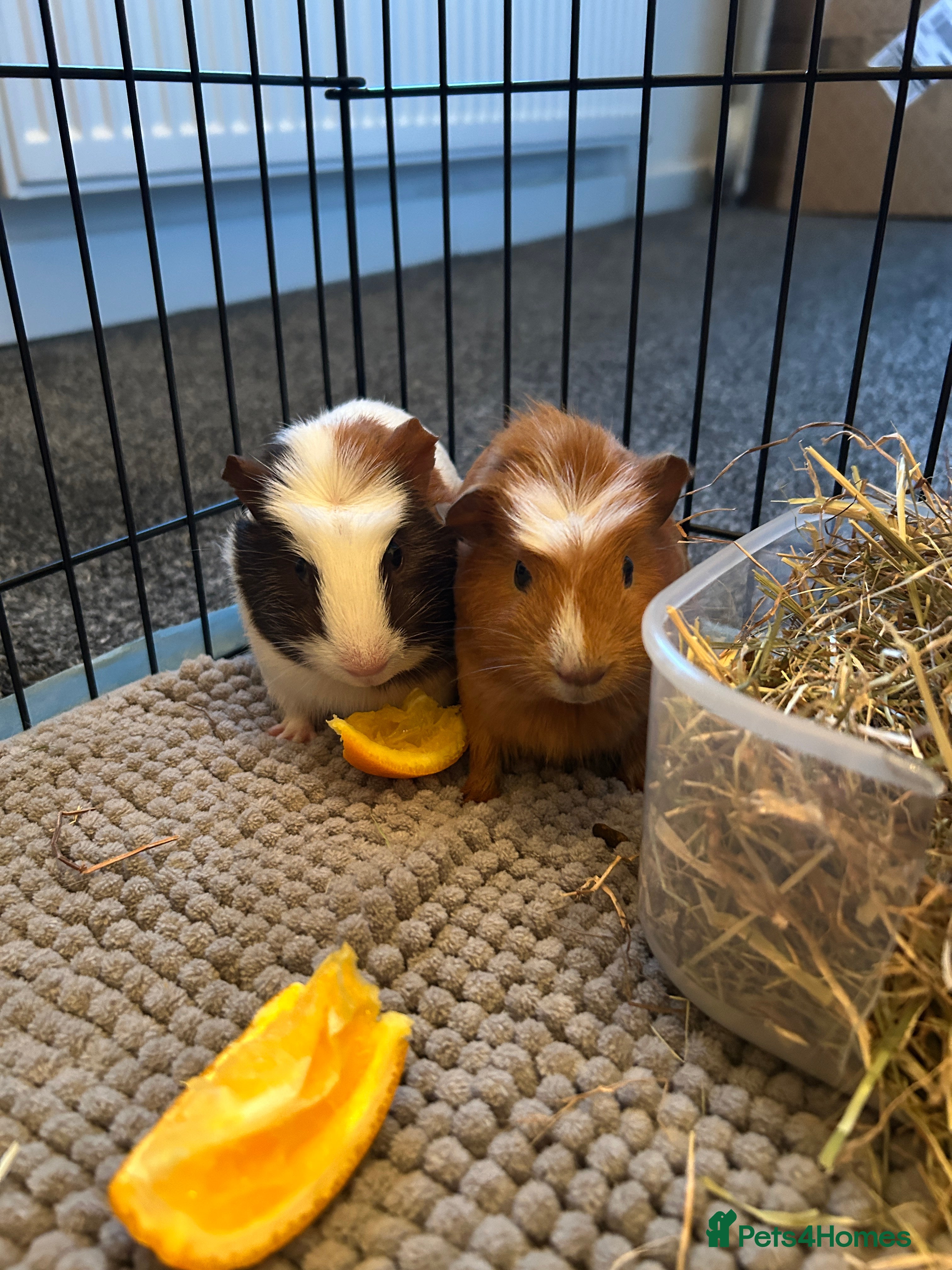 Guinea Pig rodents Bonded female guinea pigs  - Advert 10
