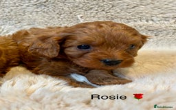 Cavapoo dogs for sale: F1 CAVAPOO BABIES 5🌟LICENSED BREEDER  - Image 4