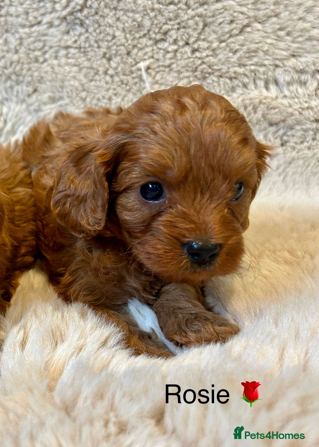 Cavapoo dogs for sale: F1 CAVAPOO BABIES 5🌟LICENSED BREEDER  - Image 4