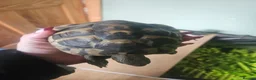 Hermann Tortoise reptiles for sale: Hermann Tortoise - Advert 2