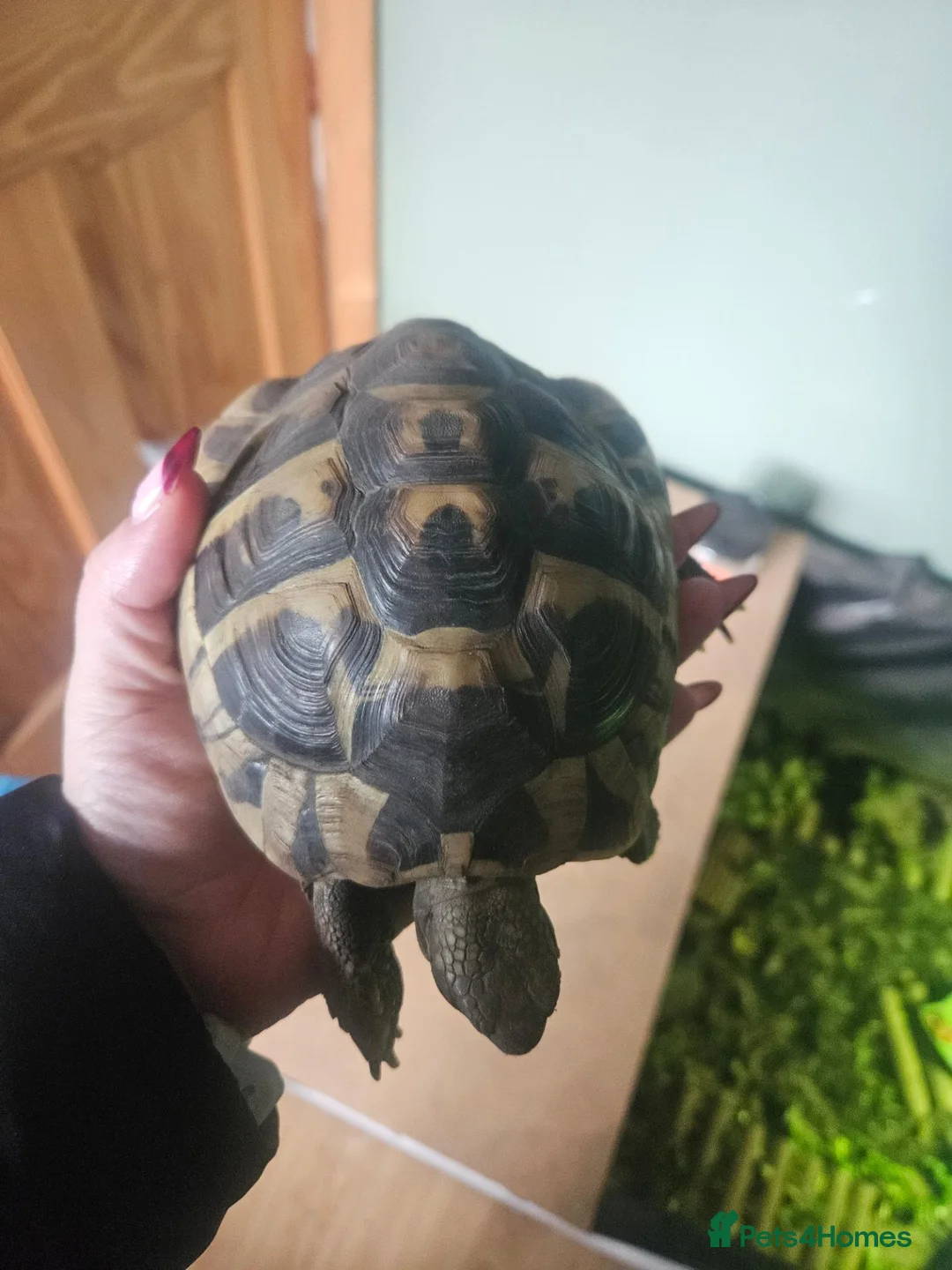 Hermann Tortoise reptiles for sale: Hermann Tortoise - Advert 2