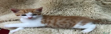 Mixed Breed Ginger Kitten 2