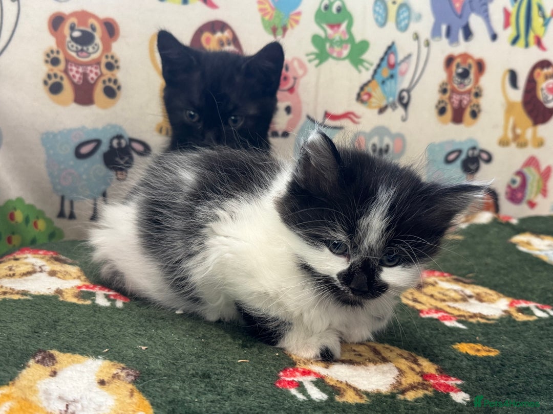 Mixed Breed cats for sale: Long haired girl fluffy Kittens  - Image 34