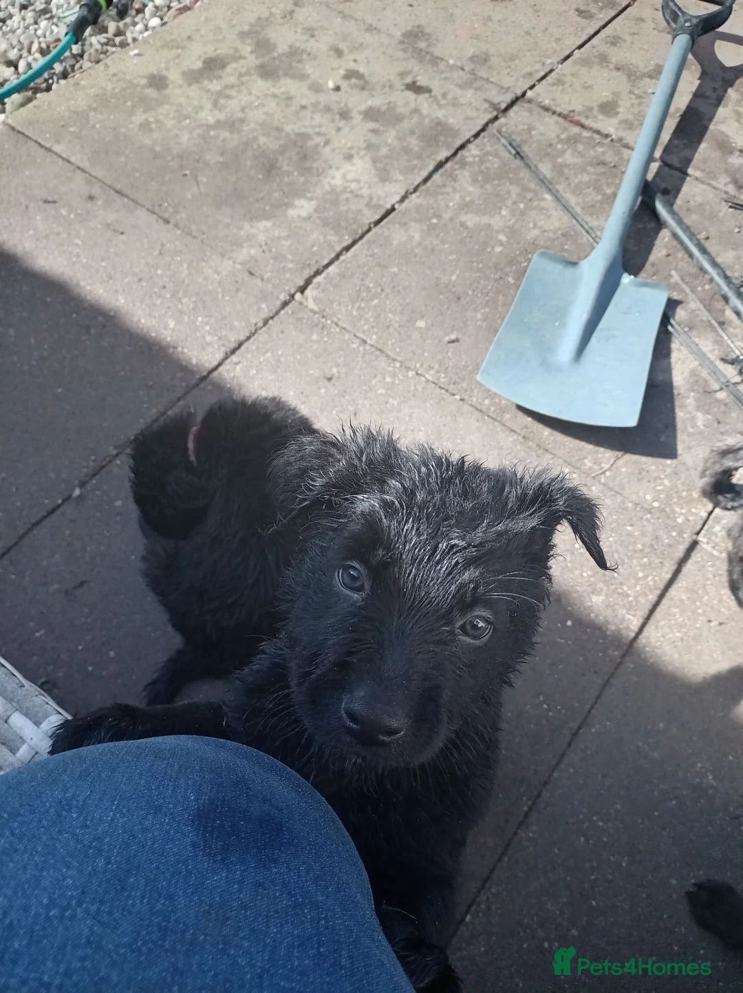 Mixed Breed dogs for sale: German Shepherd cross mali pups - Advert 2
