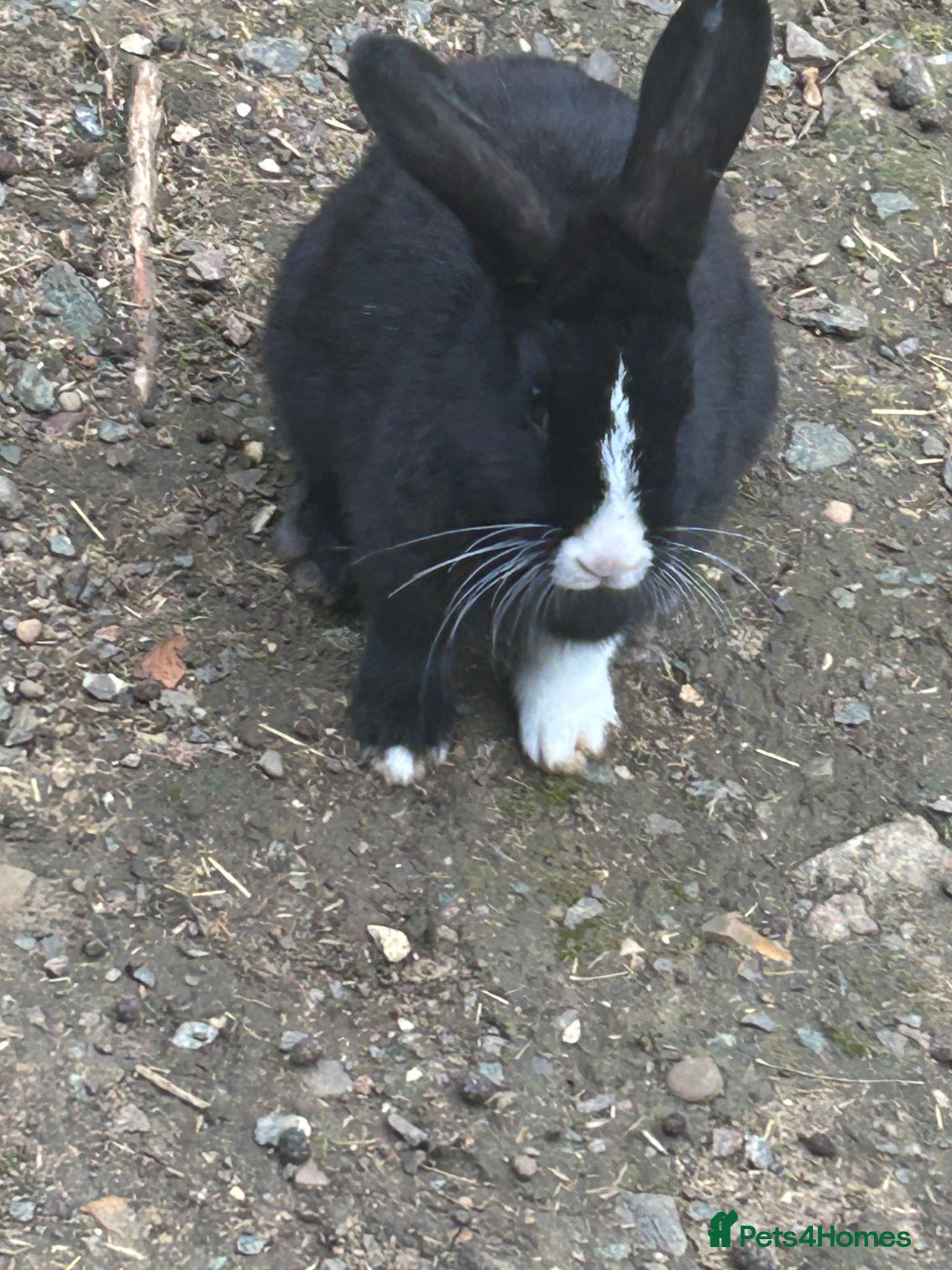 Dutch rabbits Free roaming Rabbits seek loving home - Advert 7