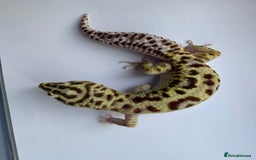 Gecko reptiles for sale: Breeding Adults Leopards and African Fat Tails  - Image 6