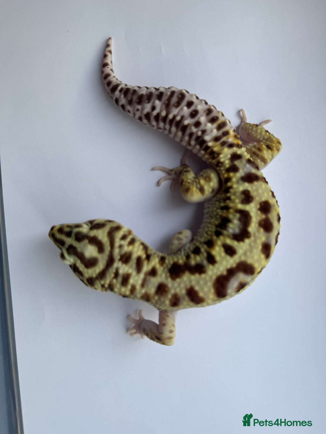 Gecko reptiles for sale: Breeding Adults Leopards and African Fat Tails  - Image 6