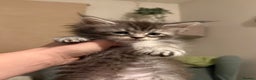 Maine Coon cats for sale: Maine coon kittens - Advert 2