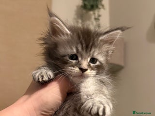 Maine Coon cats Maine coon kittens - Advert 3