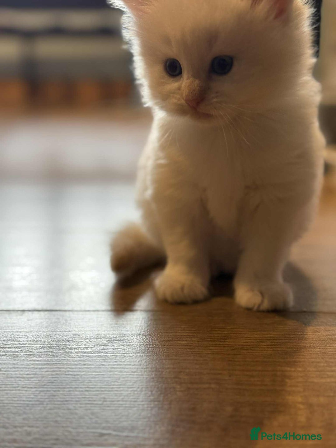 Mixed Breed cats for sale: Male kitten for sale  - Image 3