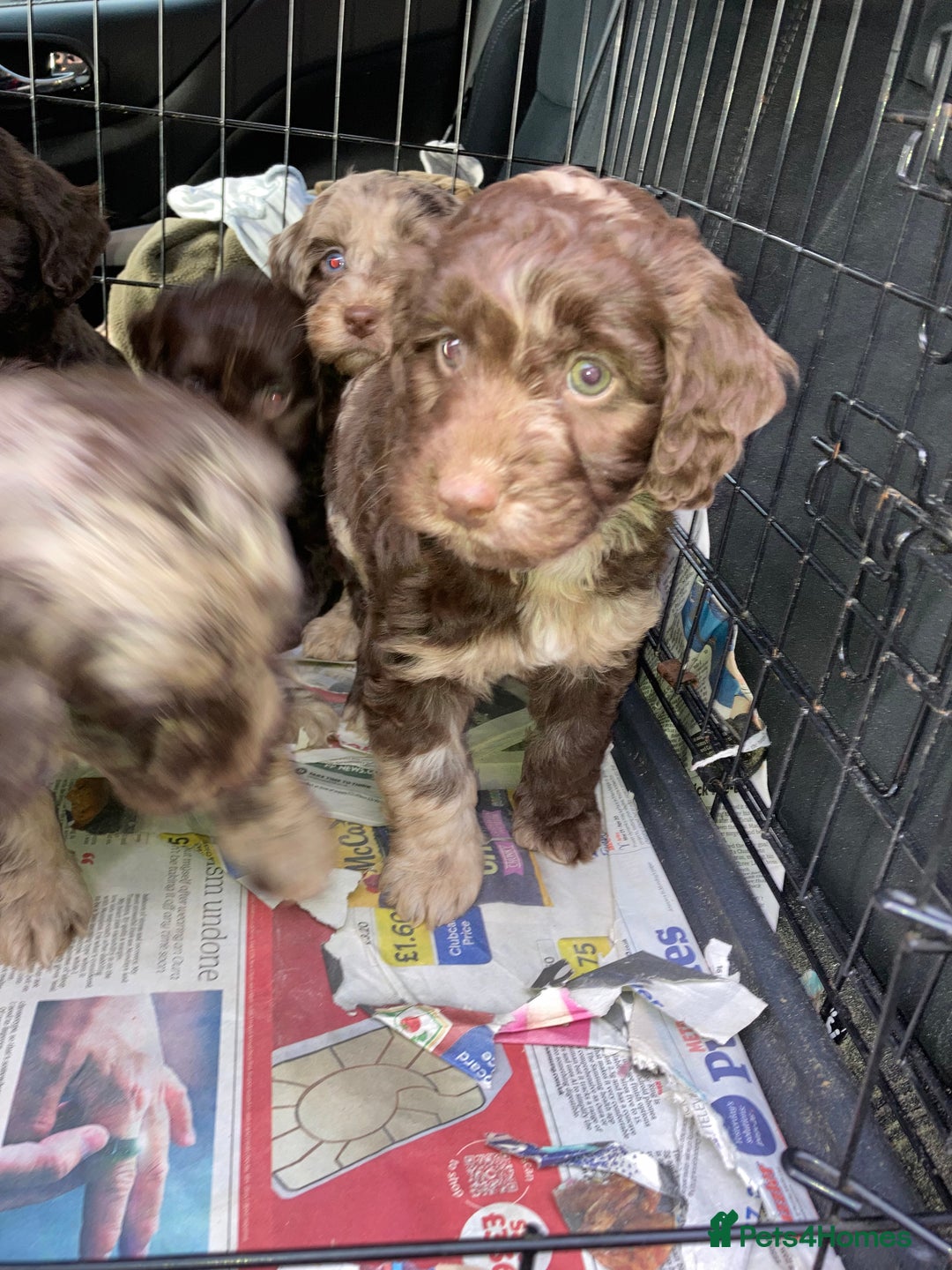 Cockapoo dogs for sale: Merle Cockapoos - Advert 17