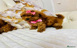 Maltipoo dogs for sale: Exquisite tiny F1 Toy Maltipoo puppies 🐶 🧸  - Image 10