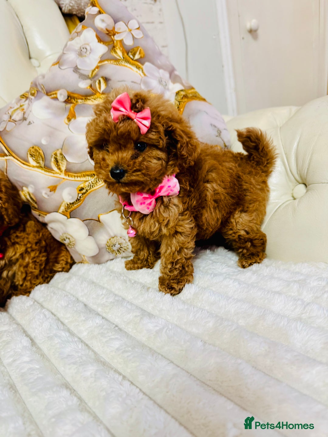 Maltipoo dogs for sale: Exquisite tiny F1 Toy Maltipoo puppies 🐶 🧸  - Image 10