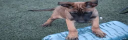 Belgian Shepherd Dog dogs for sale: Pups from JPMANK9  - Advert 9