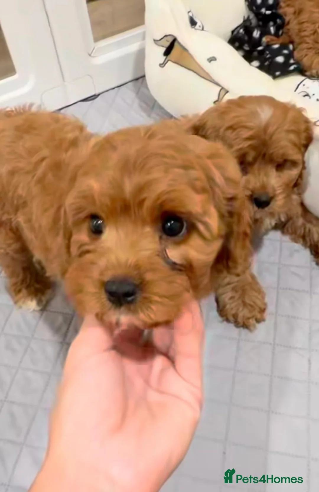 Cavapoo dogs for sale: F1B CAVAPOO PUPPIES  in Preston - Advert 5