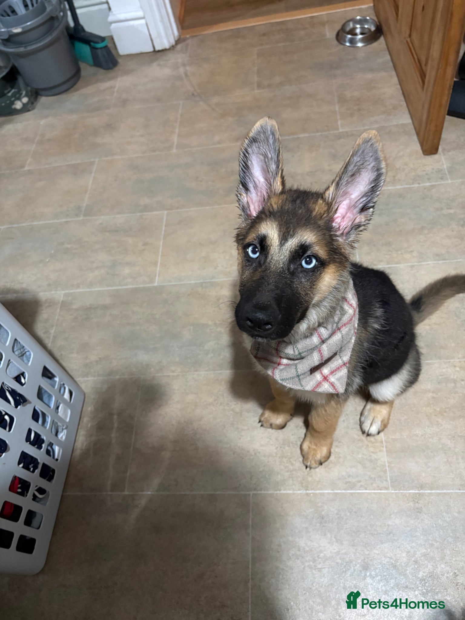 Shepsky dogs Shepsky - Advert 1