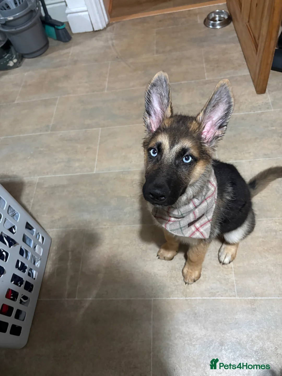 Shepsky dogs for sale: Shepsky - Advert 1