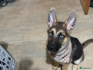 Shepsky dogs Shepsky - Advert 1